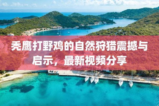 秃鹰打野鸡的自然狩猎震撼与启示，最新视频分享