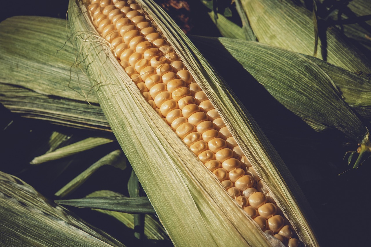 江苏玉米价格最新行情及分析概述