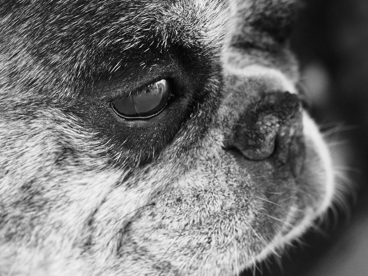 最新关于狗的电影，银幕上的犬类情感世界探索