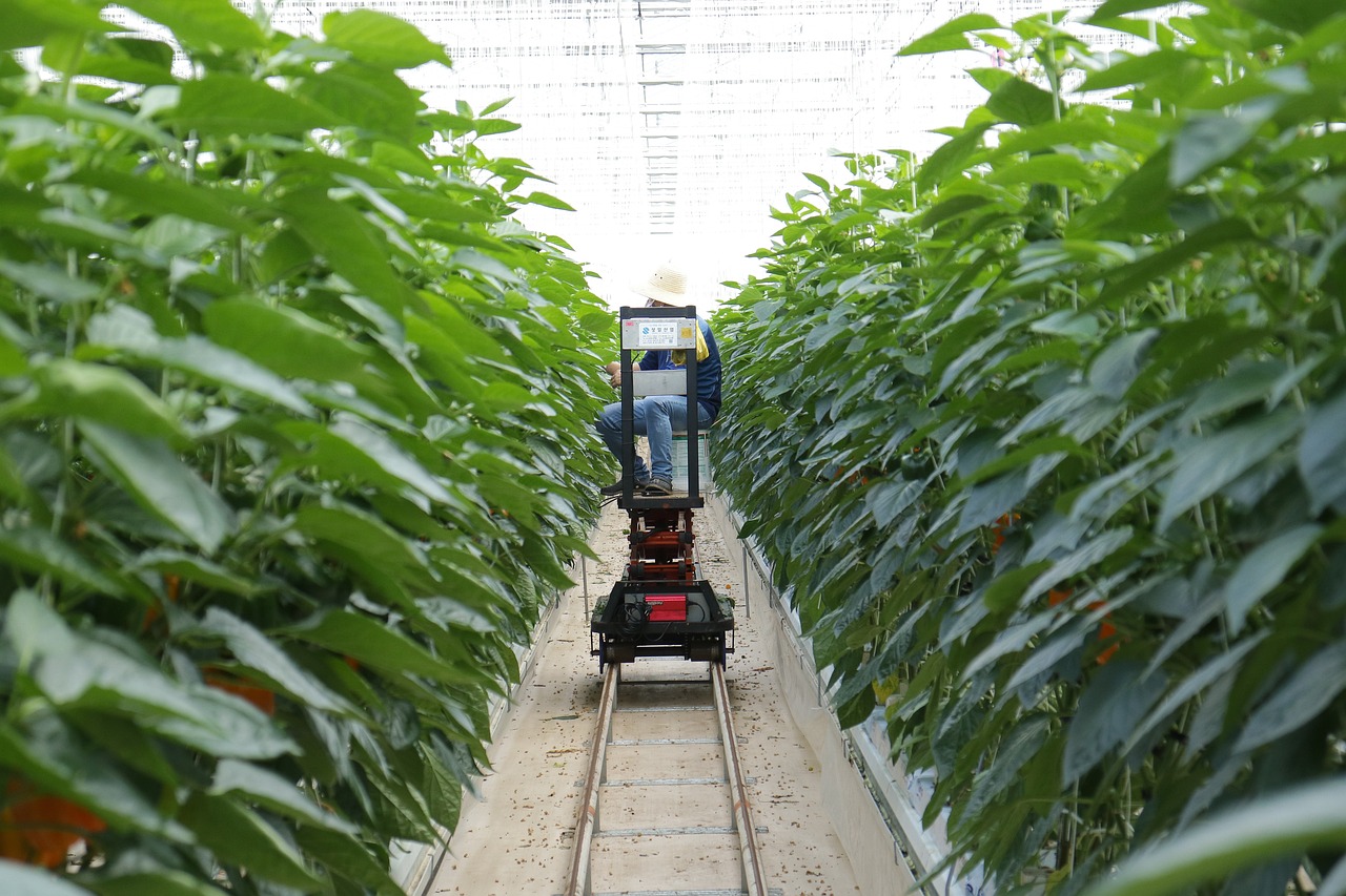 最新玉米品种，种植优势、应用前景及展望