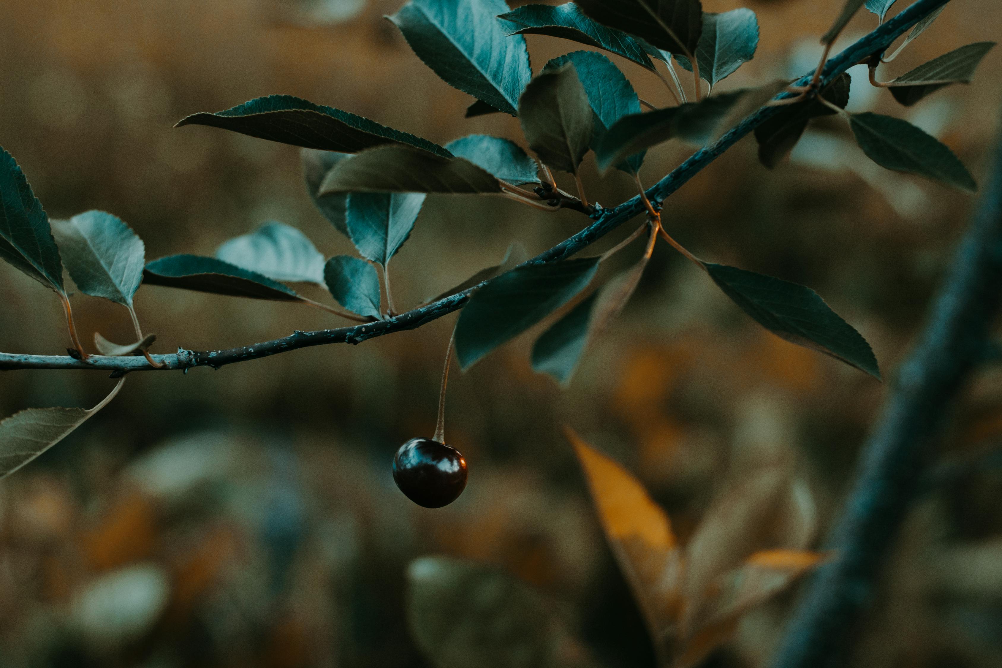 可丽爱鱼缸最新款，科技与艺术的完美融合