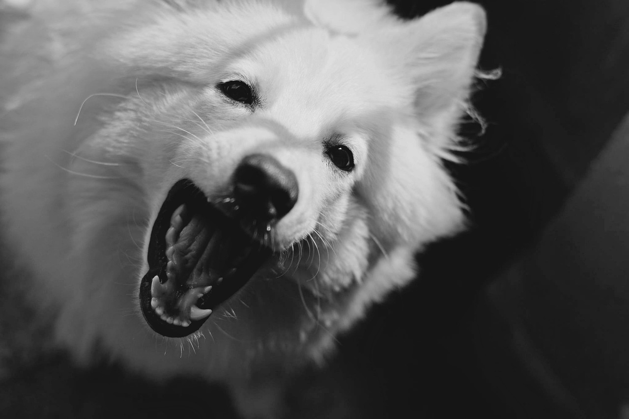 最新狂犬病发作视频，理解与应对病毒感染的挑战
